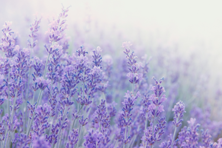 Russian Sage vs Lavender: 9 Helpful Ways To Tell Them Apart