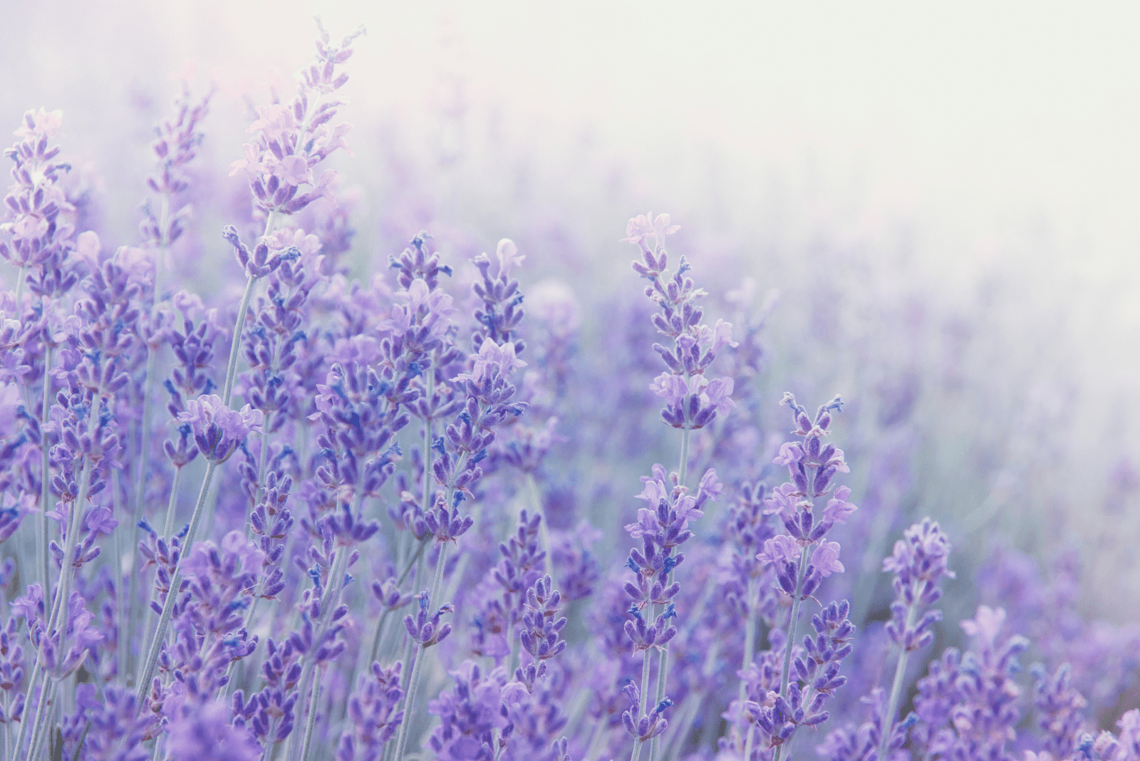 a field of beautiful lavender