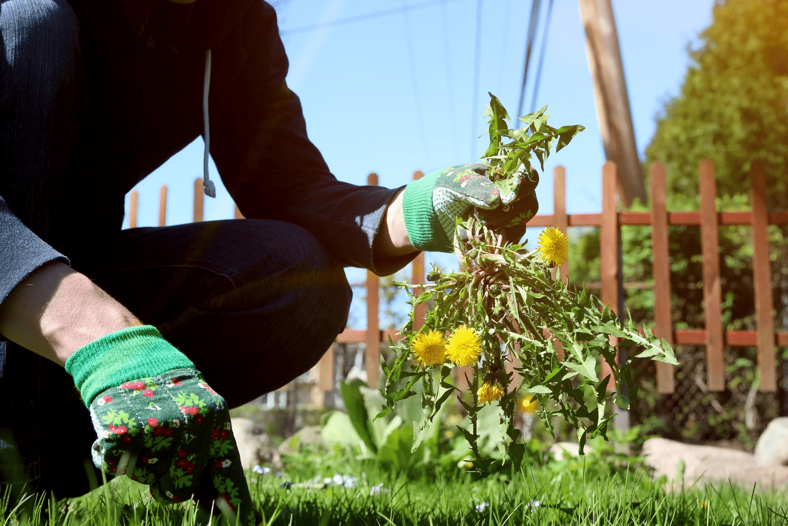 a person plucks dandelions from the lawn