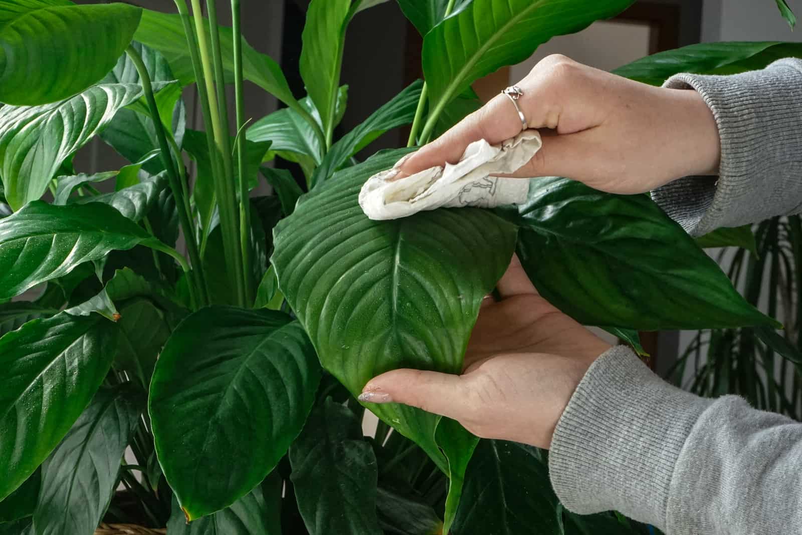 a woman cleans a houseplant with a cloth