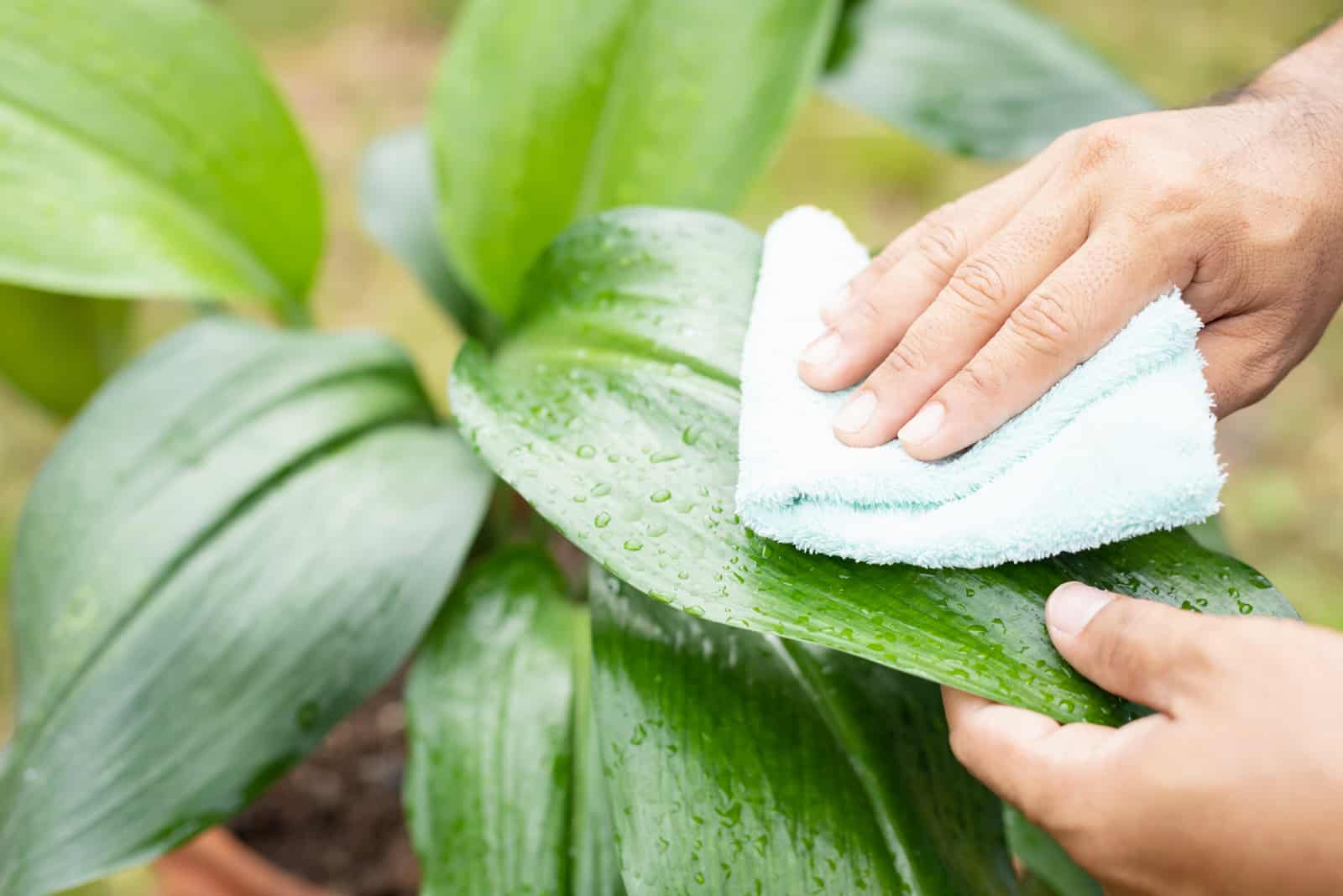 a woman cleans a houseplant with a wet cloth