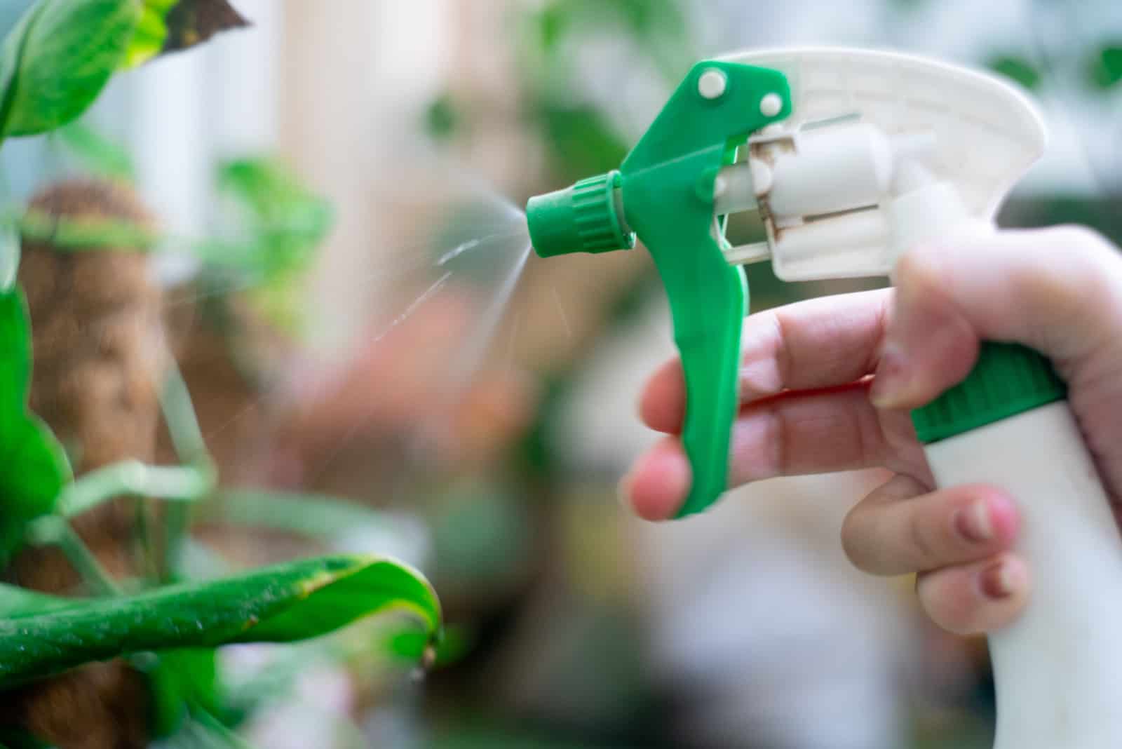 a woman sprays a plant with Neem Oil