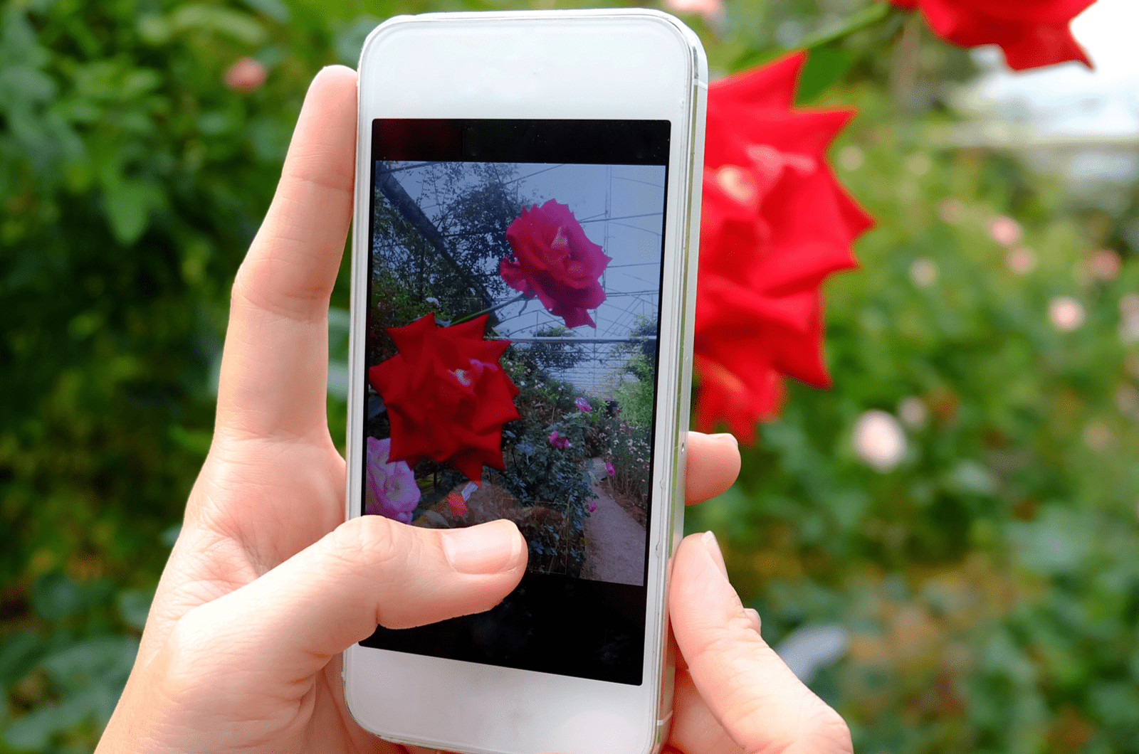 a woman with a mobile phone takes a picture of a rose