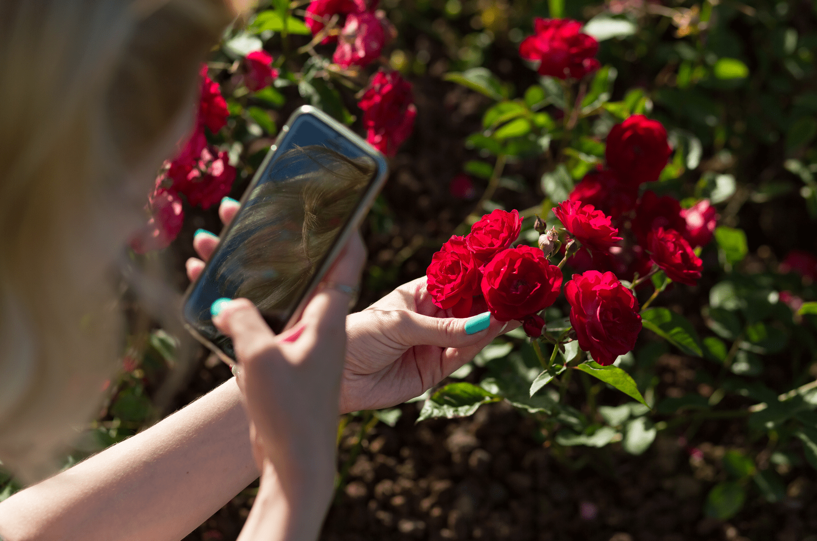 a woman with a phone takes a picture of a red rose