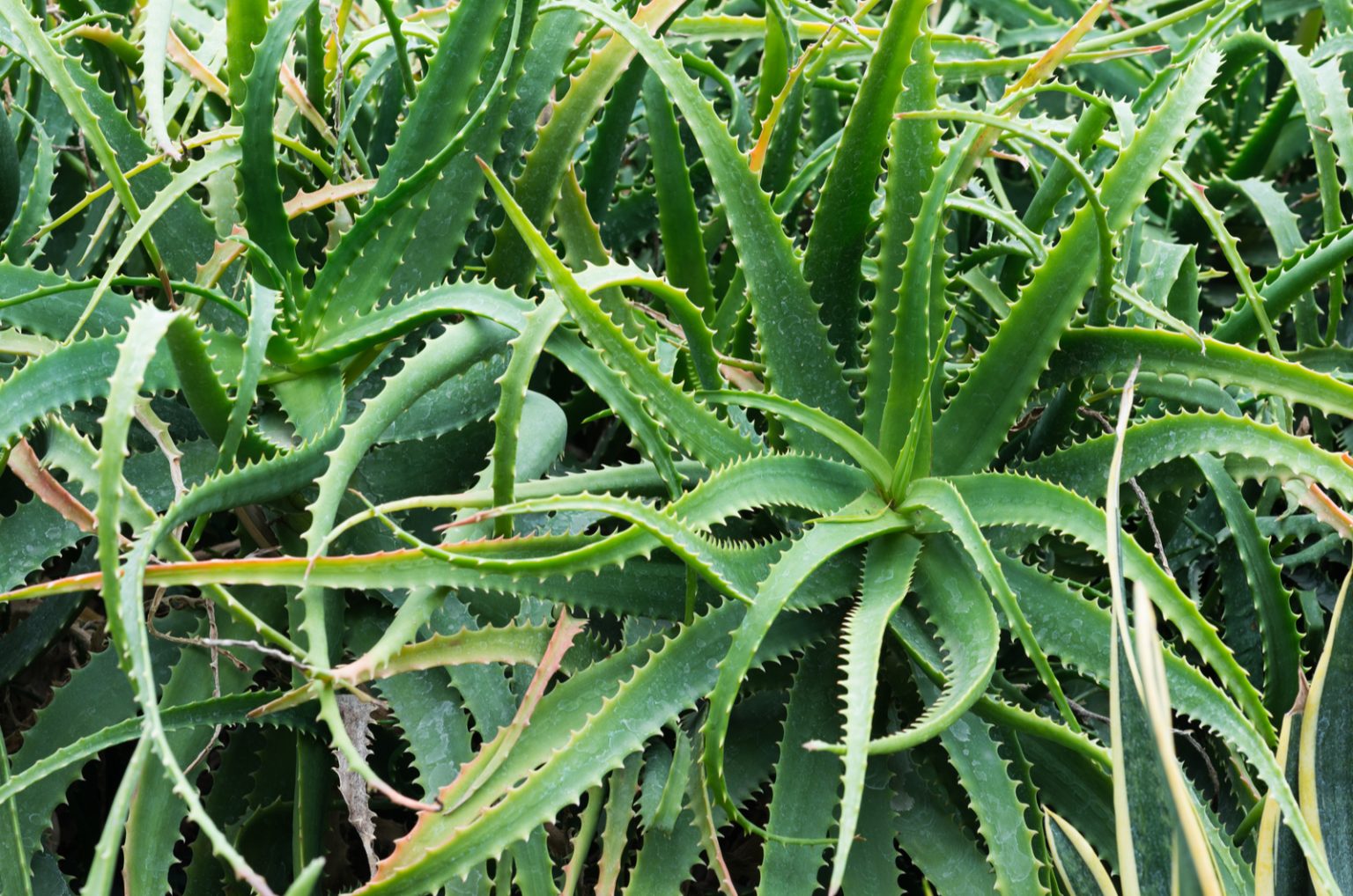 Aloe Vera Plant Leaves Bending Causes & Solutions