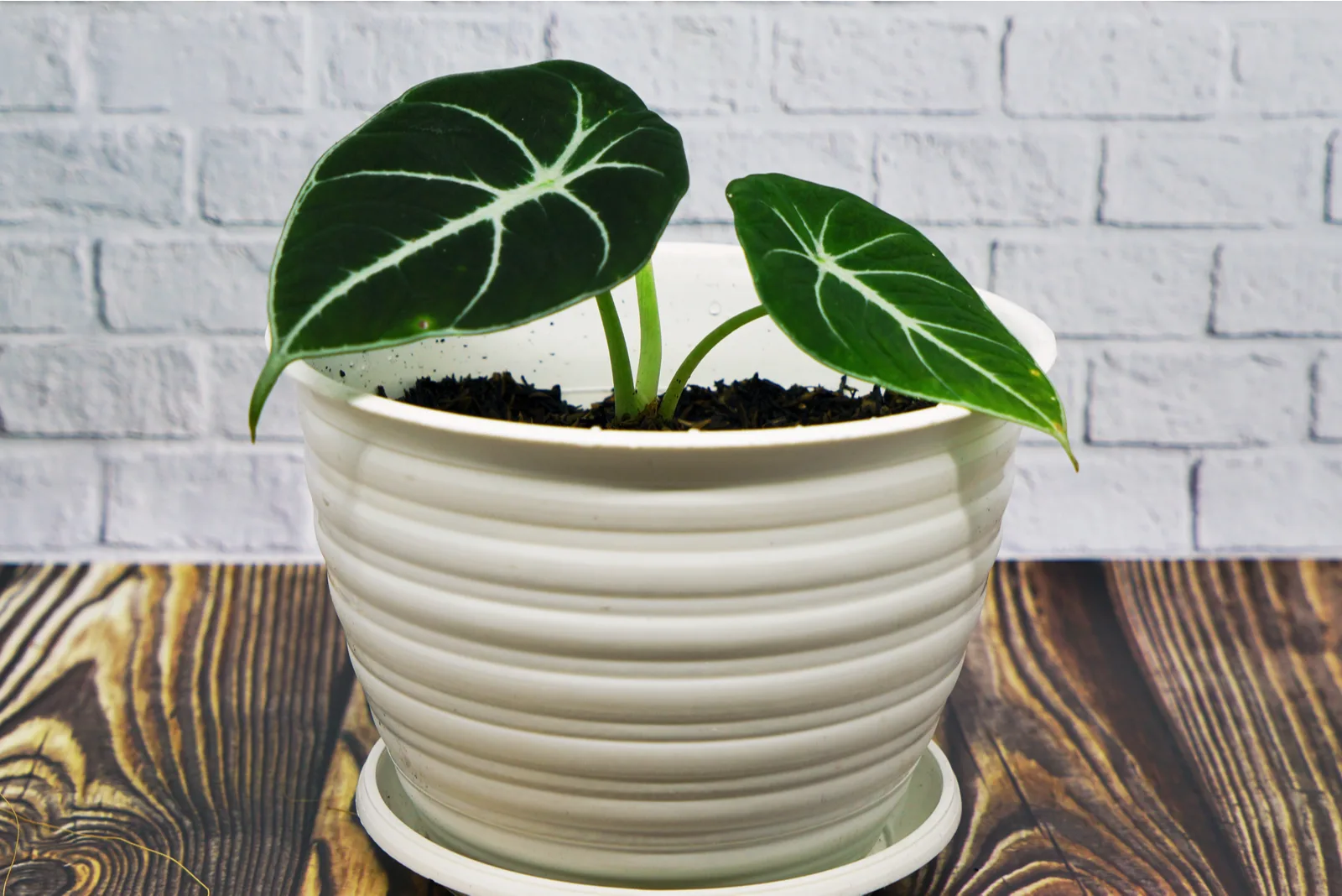beautiful Alocasia Black Velvet in a large white vase on a wooden table