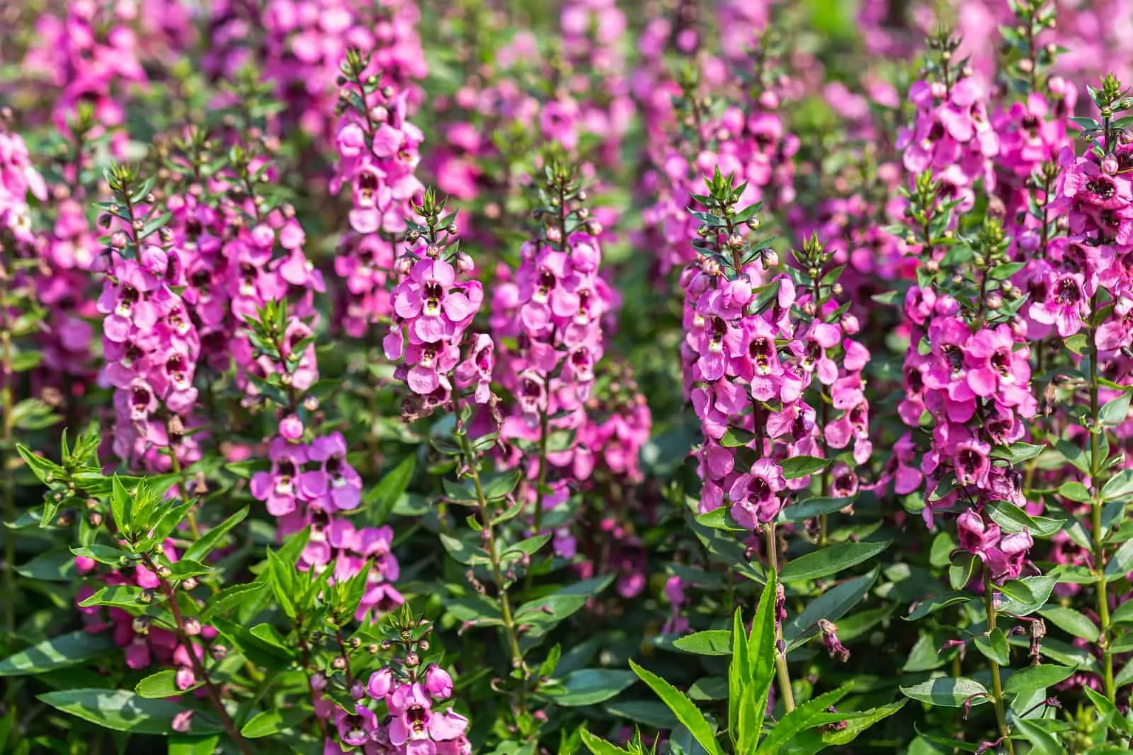beautiful Angelonia flowers