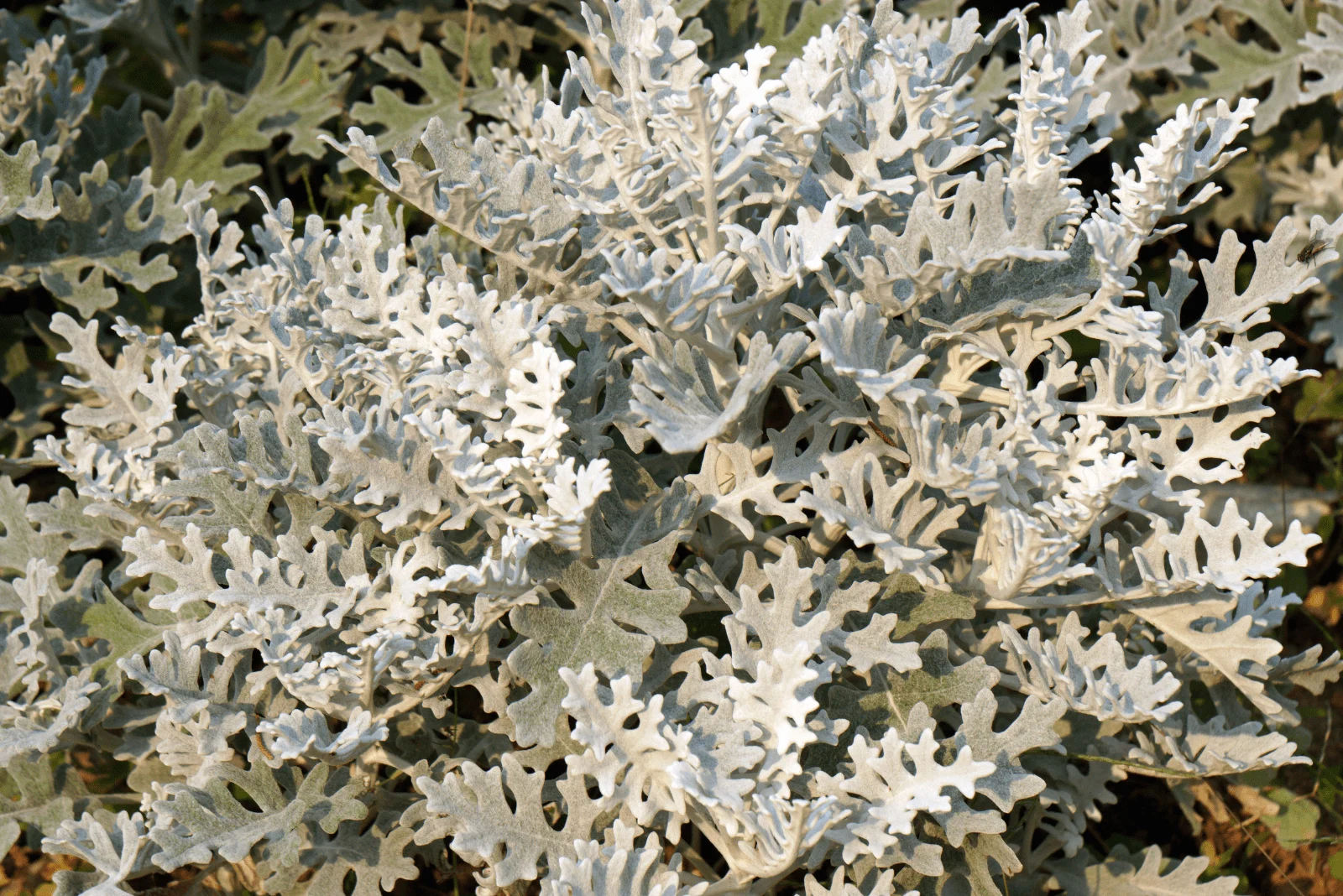 beautiful Dusty Miller close up