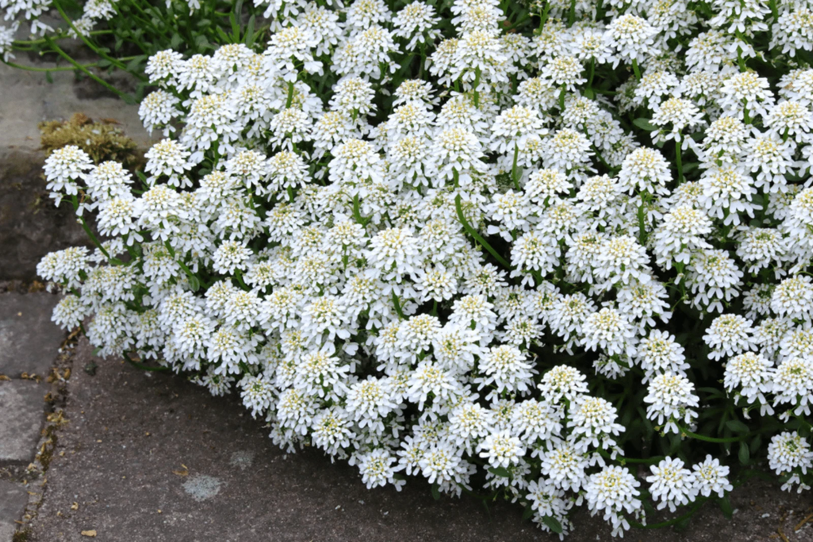 beautiful white candytuft flowers