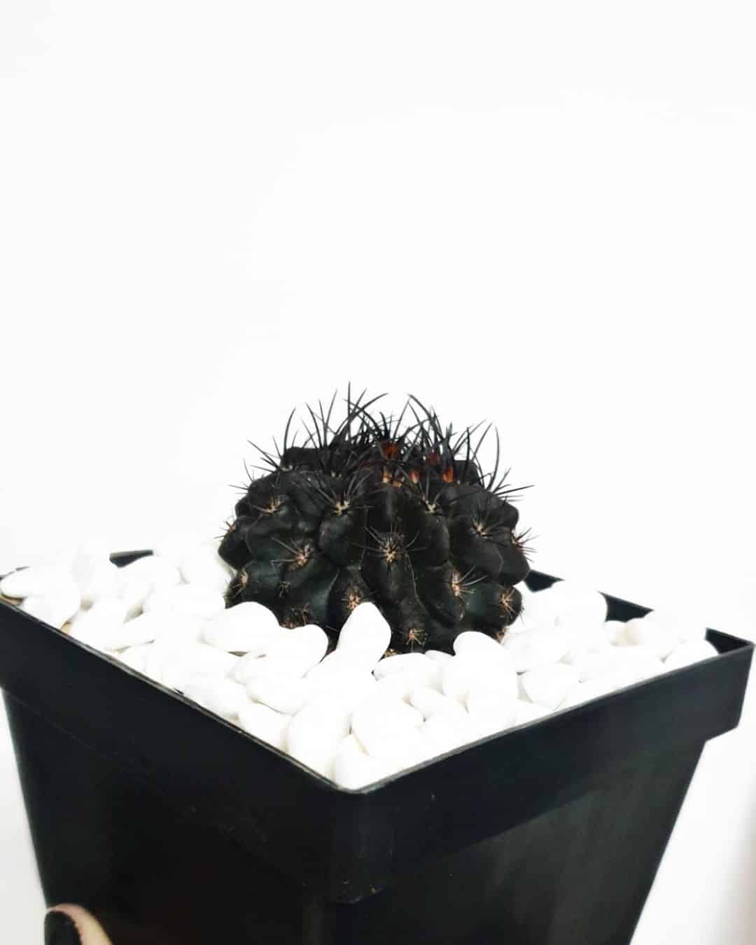 black cactus in a pot