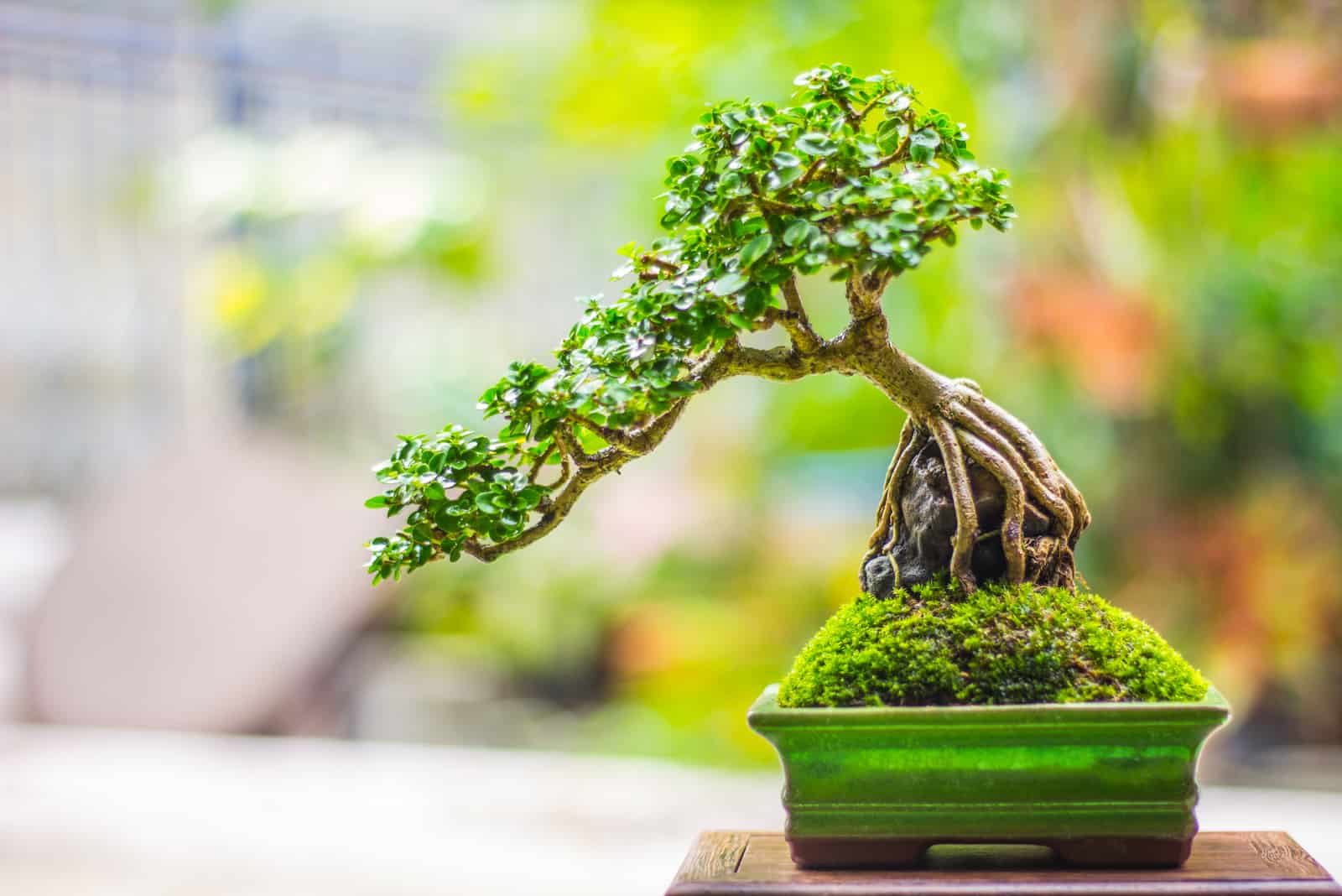 bonsai tree in a green pot