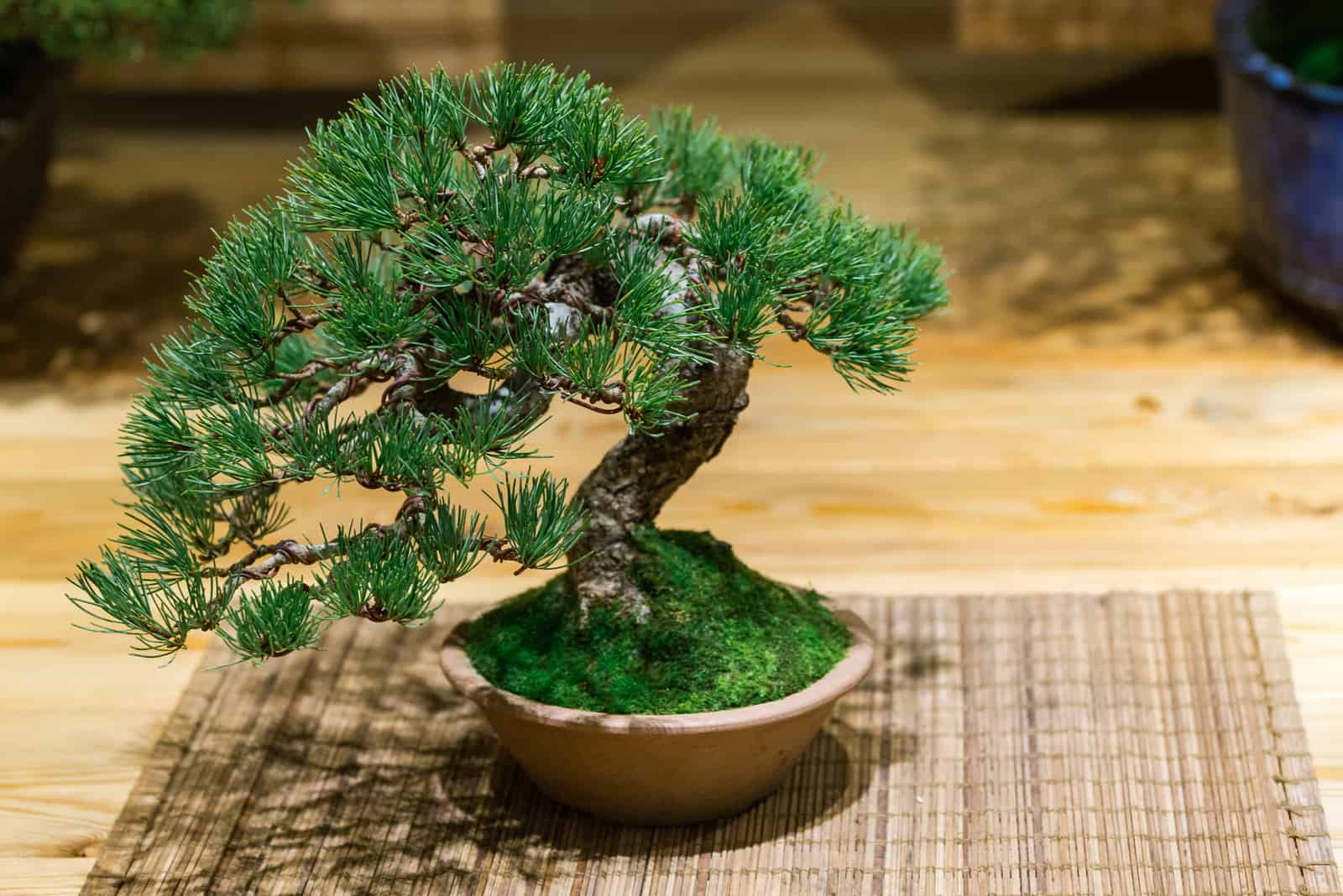 bonsai tree on the table