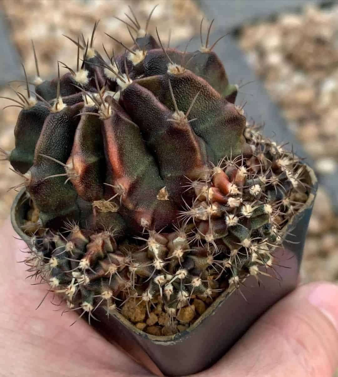 cactus in a black pot