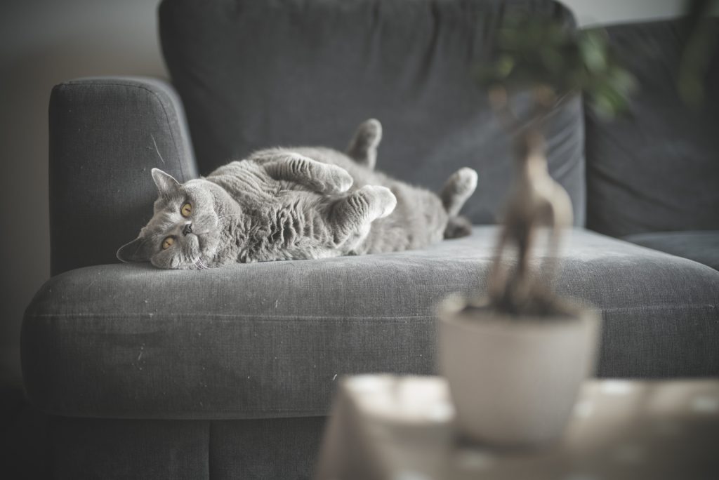 Is Bonsai Toxic To Cats? The Definitive Answer