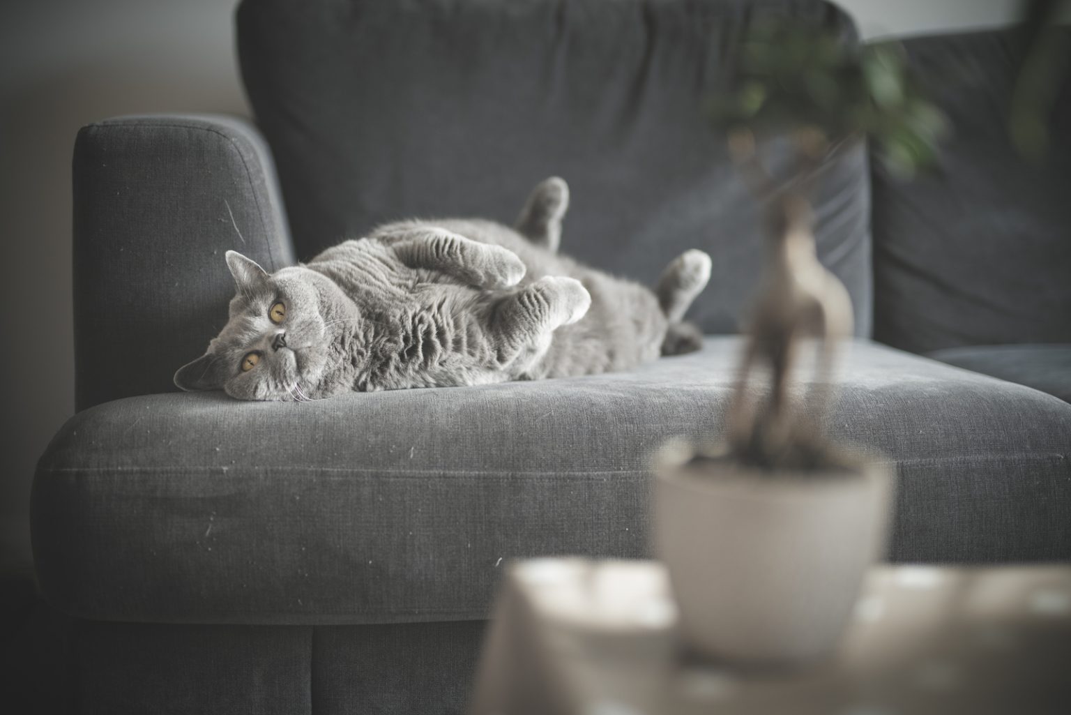 Is Bonsai Toxic To Cats? The Definitive Answer