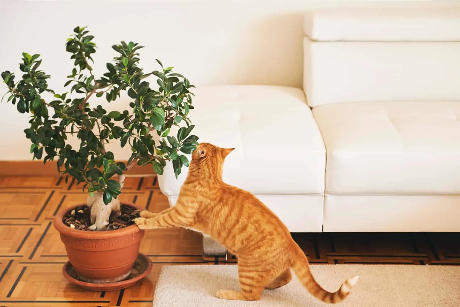 cat playing with Bonsai tree