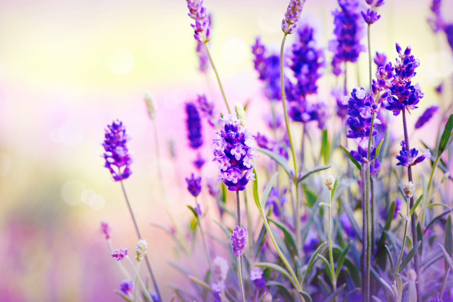 7 Signs Of Overwatered Lavender And What To Do About It