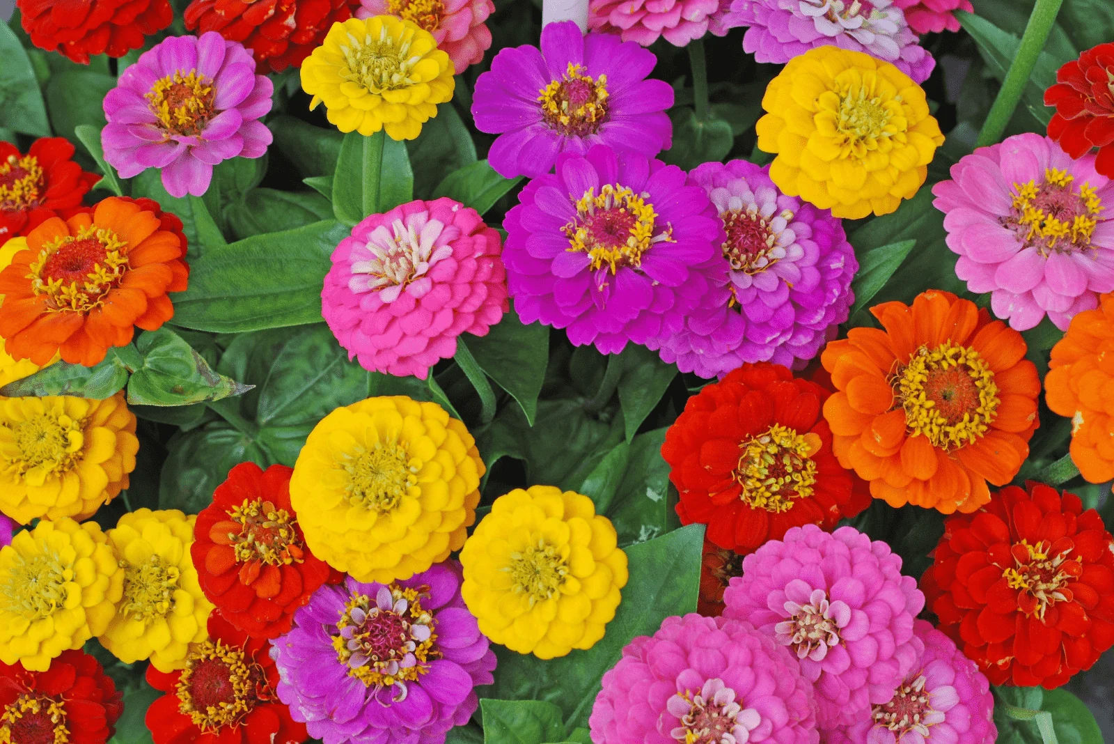 colorful Zinnias flowers