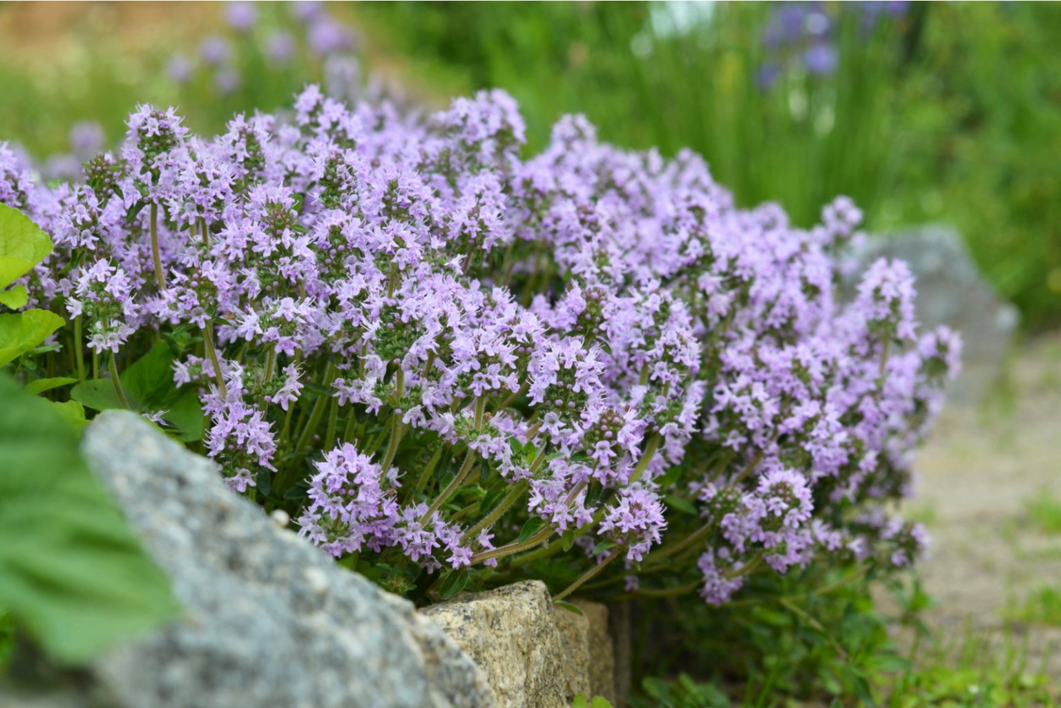 Is Creeping Thyme Invasive? The Answer Might Surprise You!