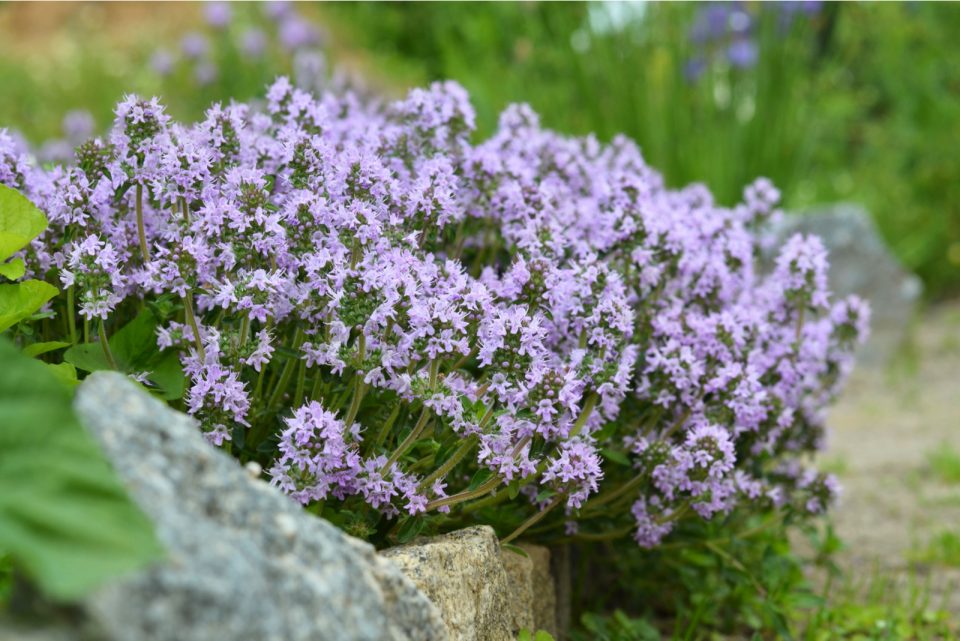 Is Creeping Thyme Invasive? The Answer Might Surprise You!
