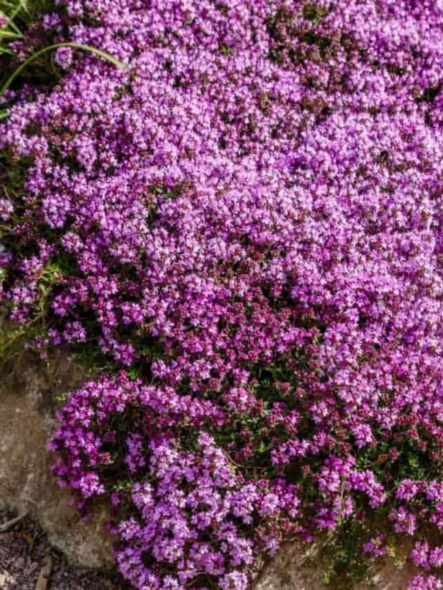 Is Creeping Thyme Invasive?