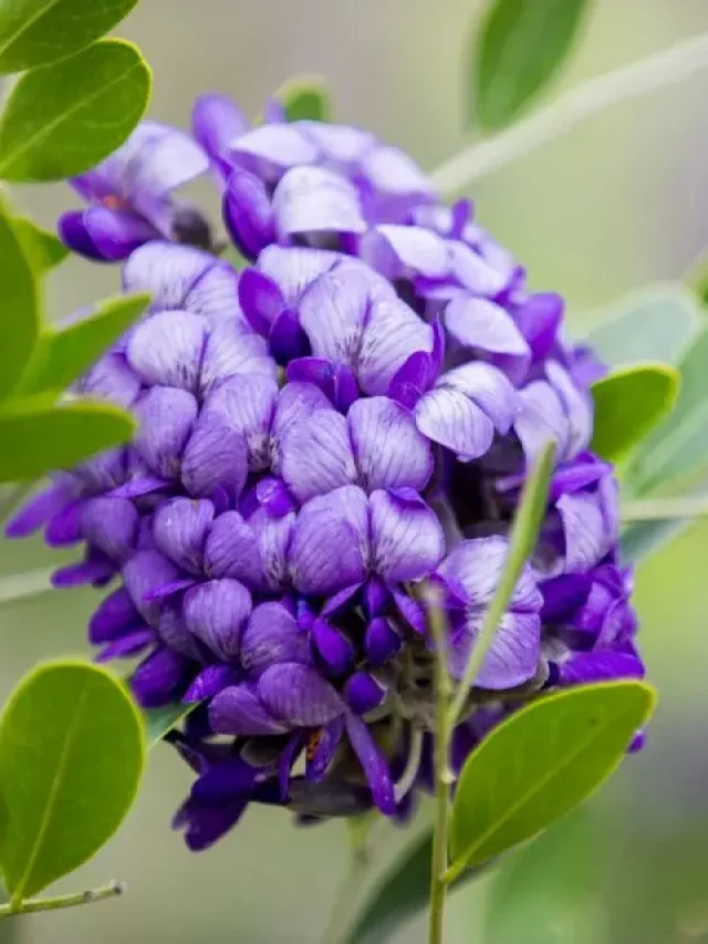 Check Out These 10 Trees With Purple Flowers & Care