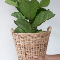 hands holding a pot with fiddle leaf fig