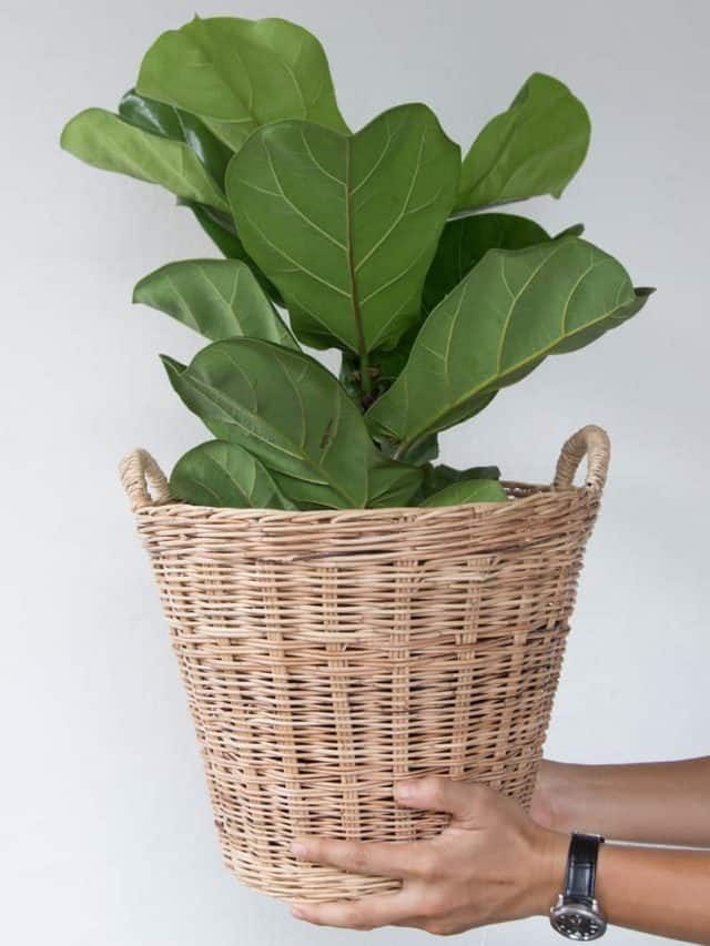 Guide For Repotting Fiddle Leaf Fig