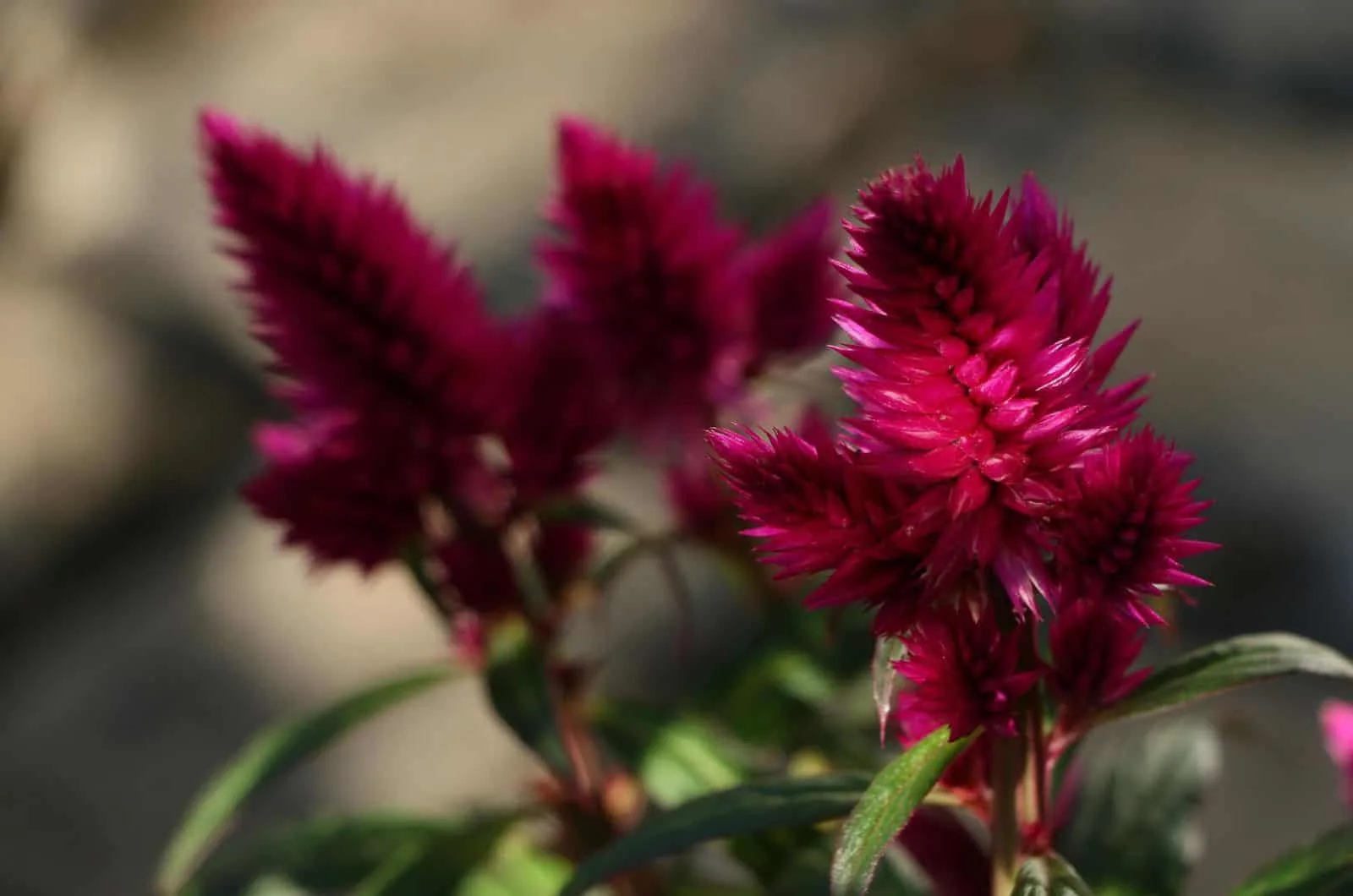 dark pink Celosia plant