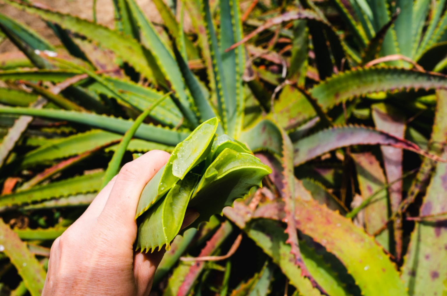 Aloe Vera Plant Leaves Bending Causes & Solutions