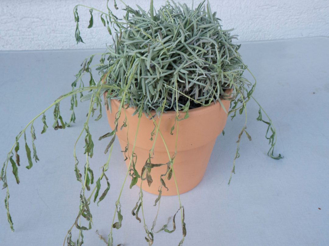 7 Signs Of Overwatered Lavender And What To Do About It