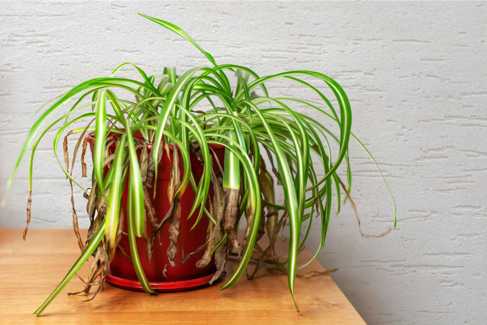 dying spider plant in pot