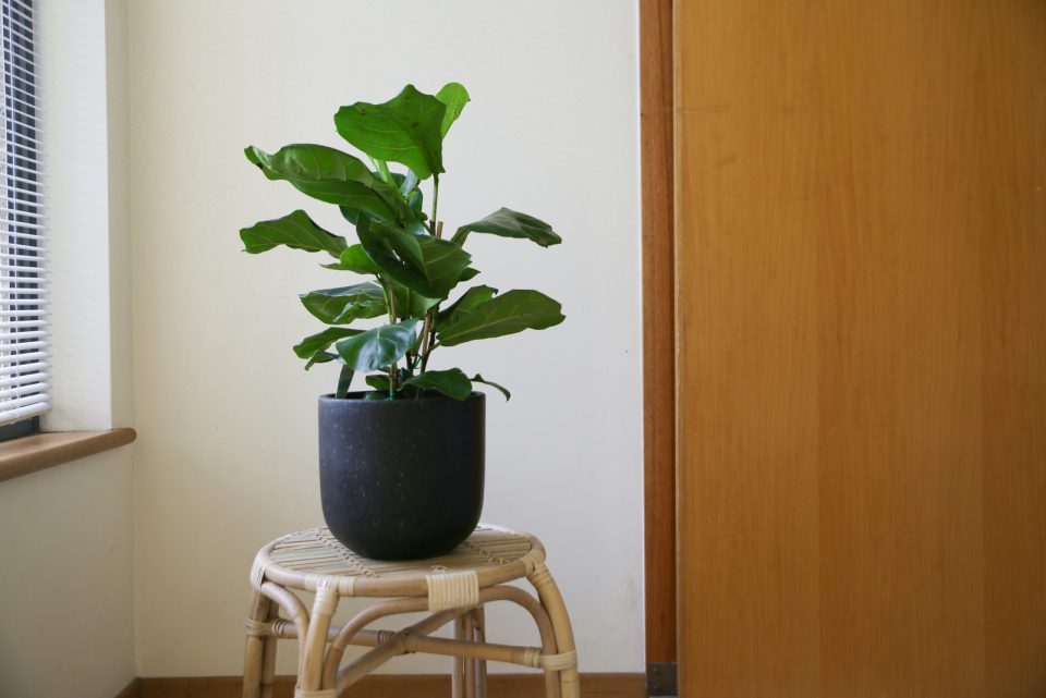 Causes And Solutions For Fiddle Leaf Fig Leaves Curling