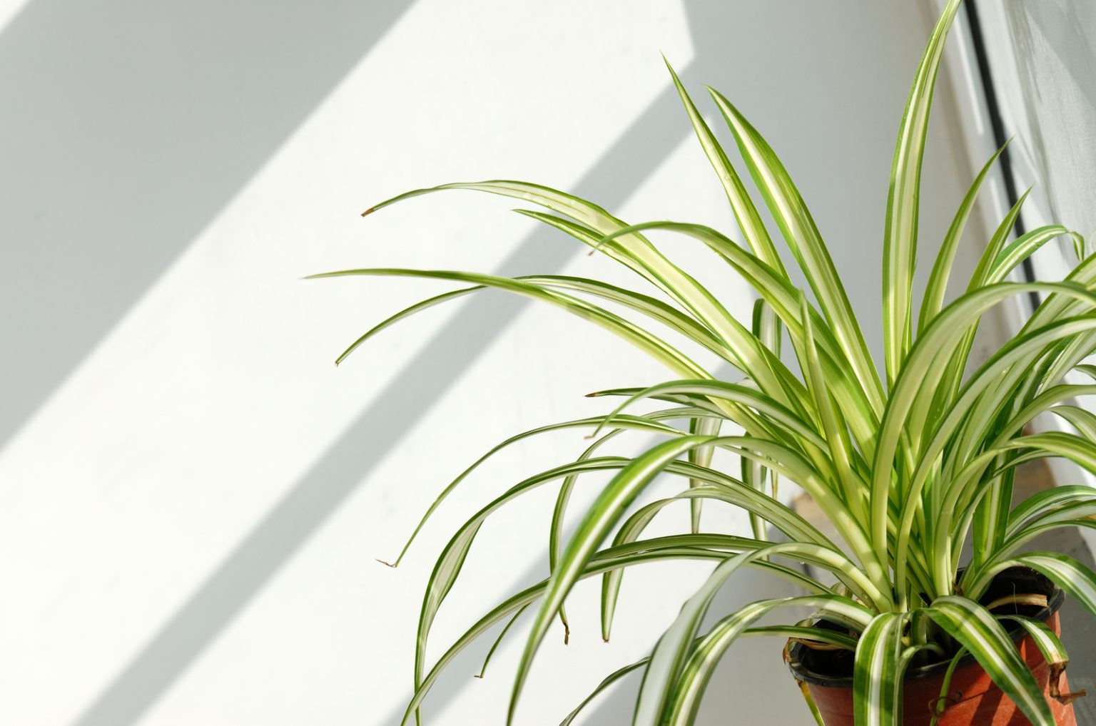 Spider Plant Pale Leaves: Causes And Solutions