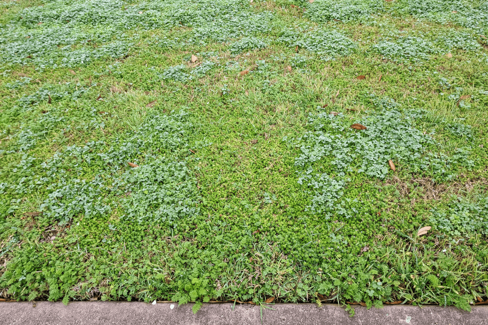 grass yard greenery