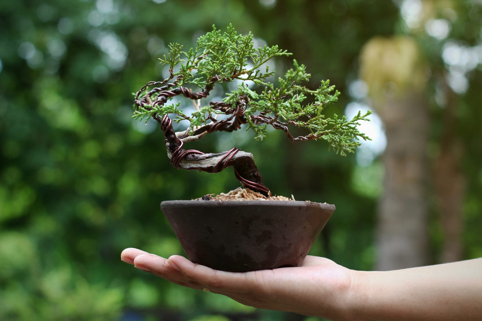 Is Bonsai Toxic To Cats? The Definitive Answer