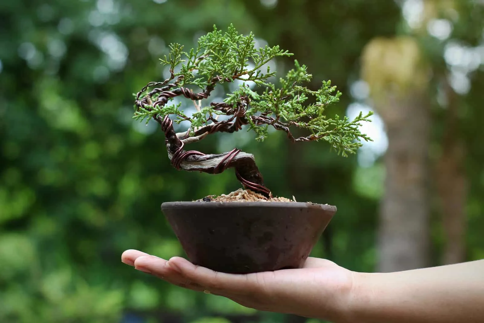 hand holding Juniper Bonsai Tree