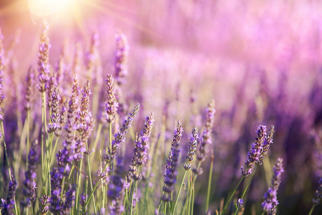 Russian Sage vs Lavender: 9 Helpful Ways To Tell Them Apart