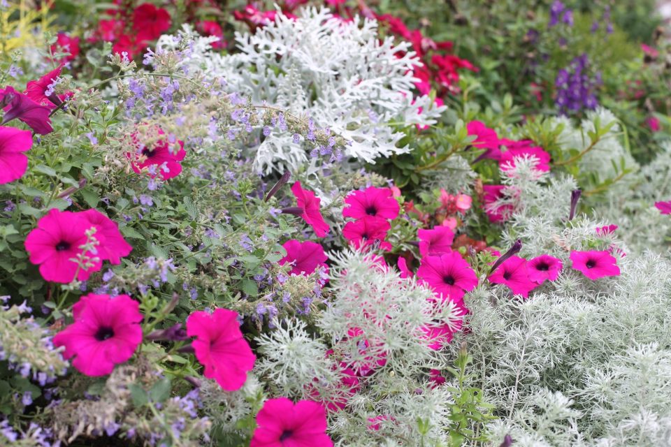 15 Awesome Dusty Miller Companion Plants And How To Grow Them