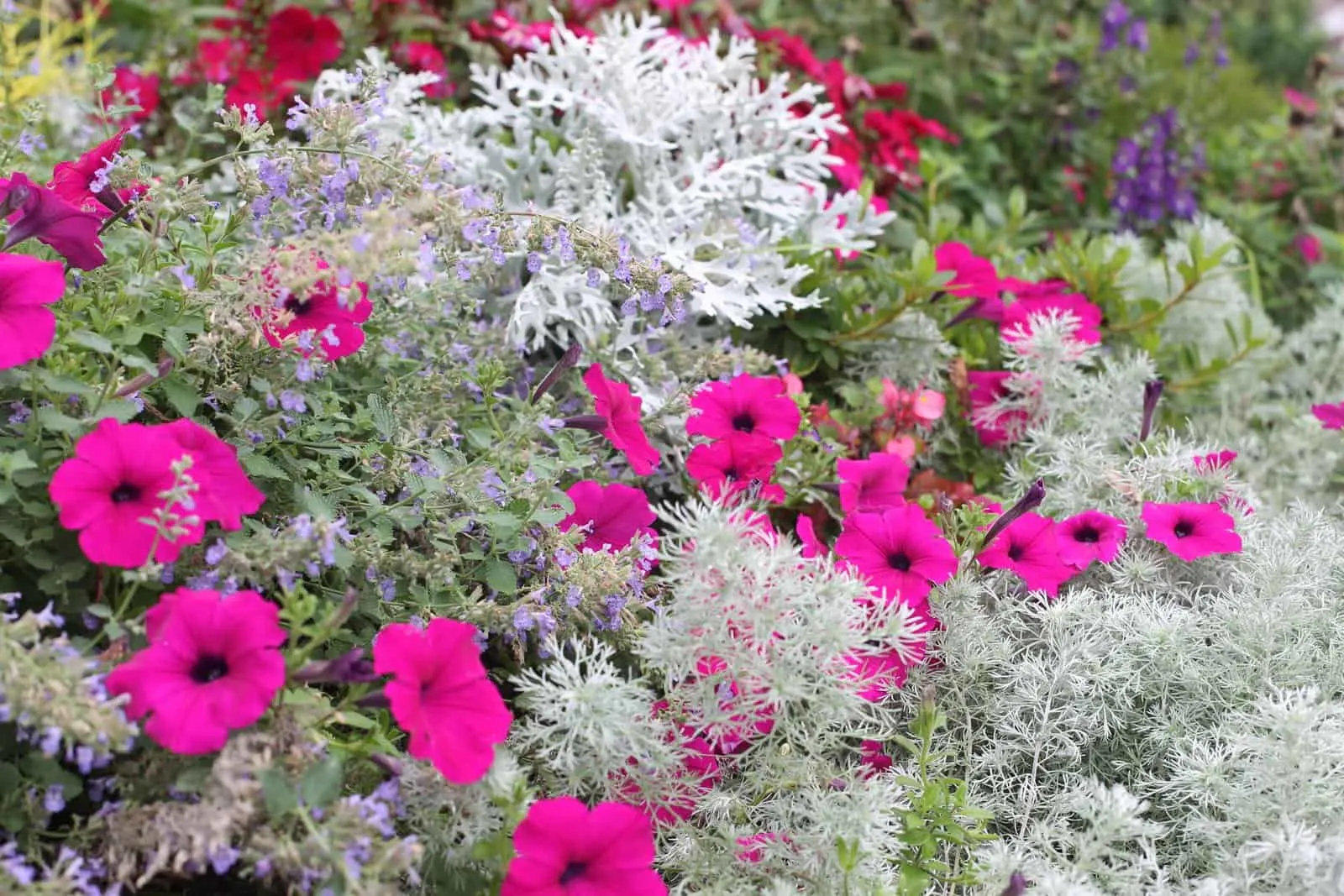 petunias and Dusty Miller in the garden