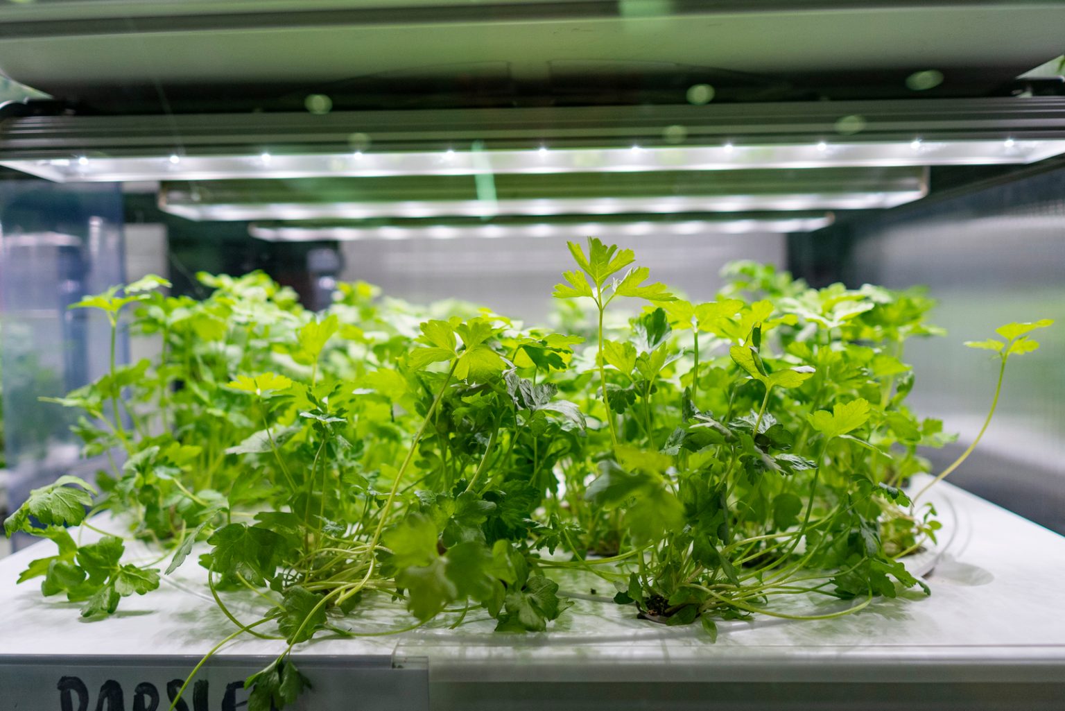 Can Grow Lights Burn Plants Find Out All There Is To Know