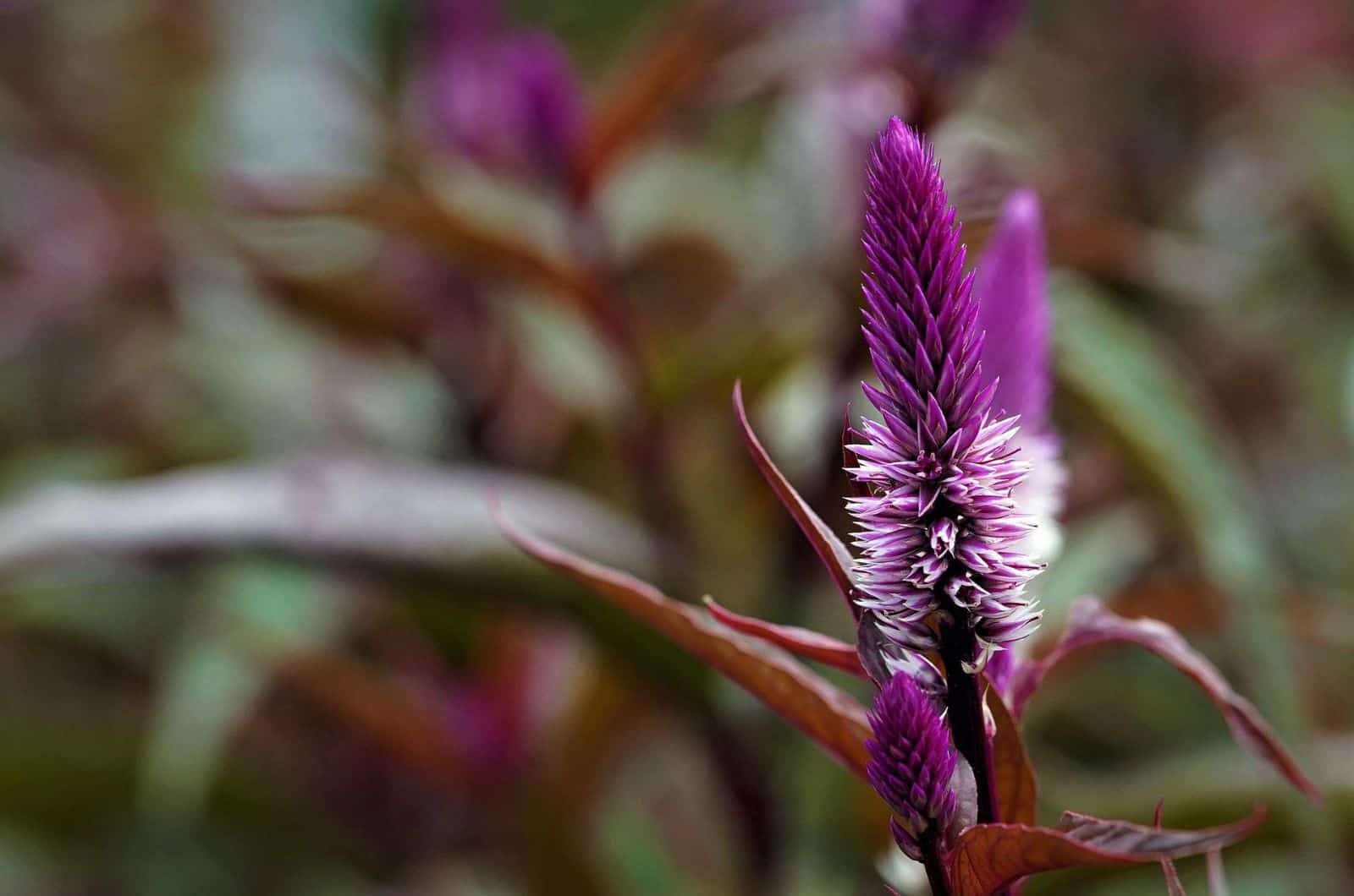 purple Celosia plant