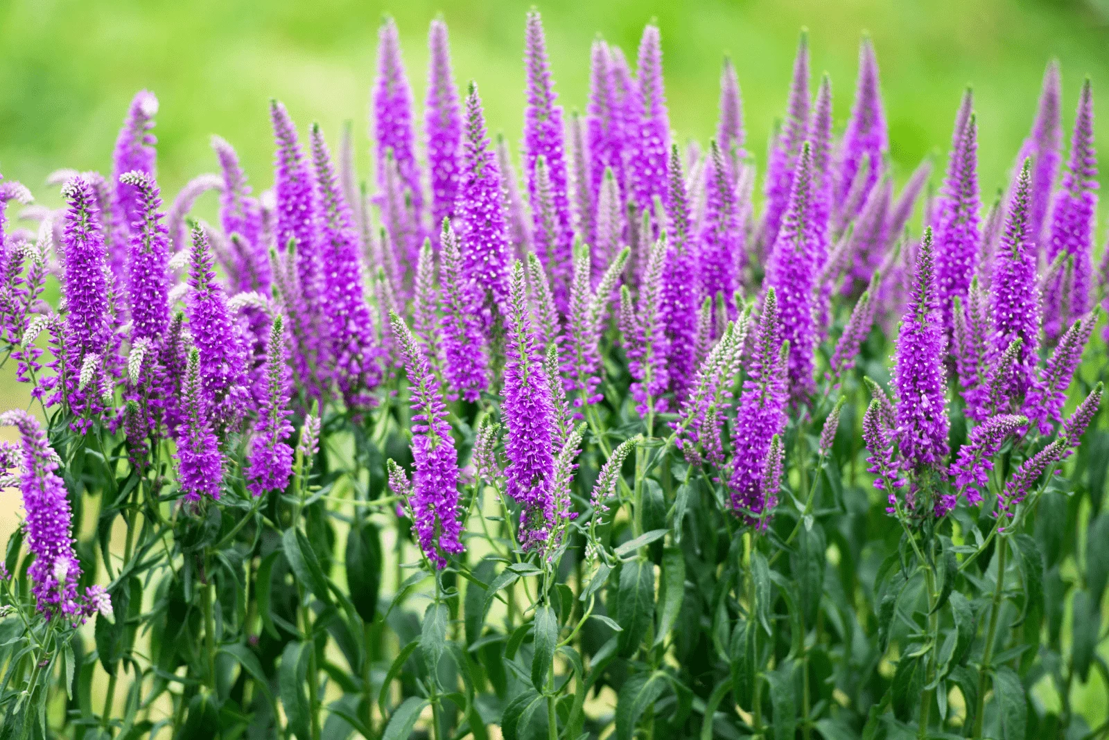 purple Veronica Spicata