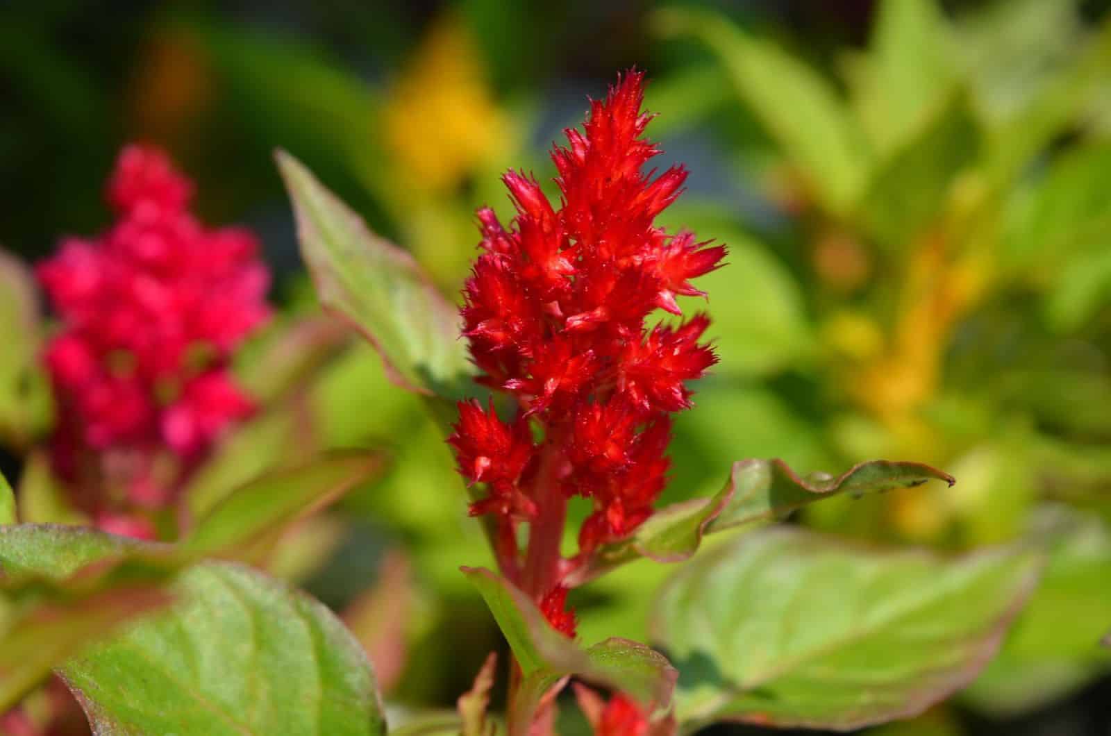 red Celosia plant