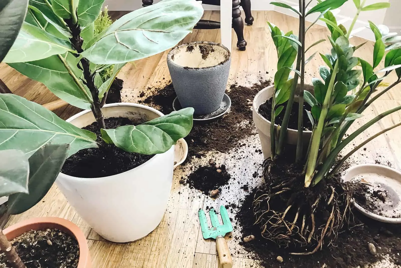 repotting fiddle leaf fig and other plants