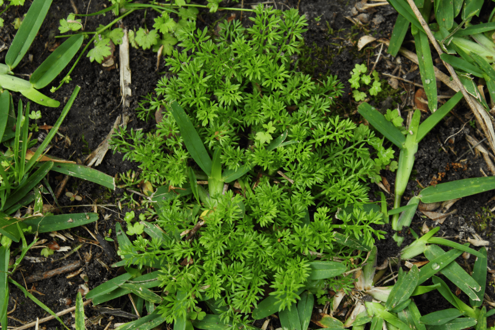 sticker weed in the lawn