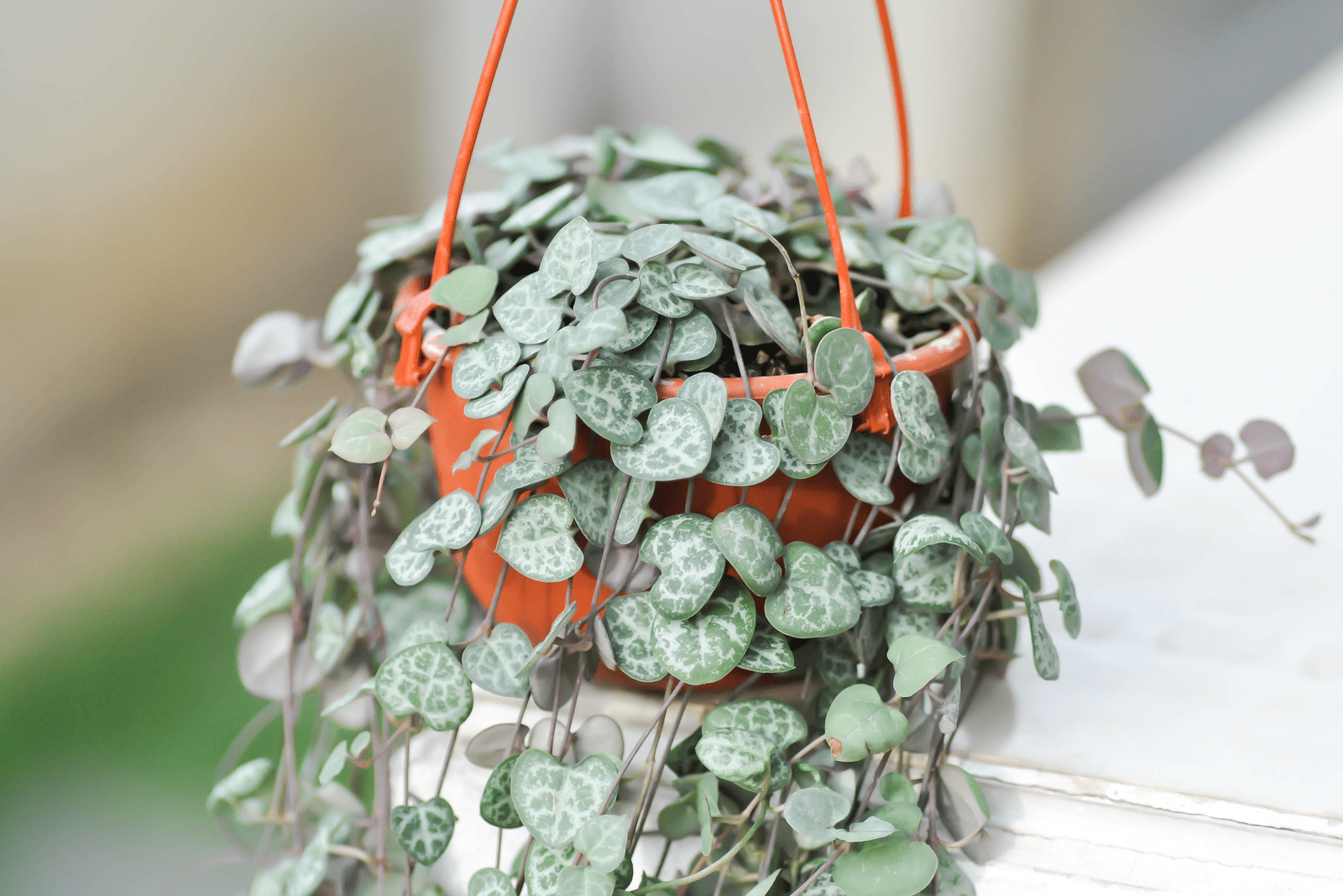 string of hearts plant in a pot