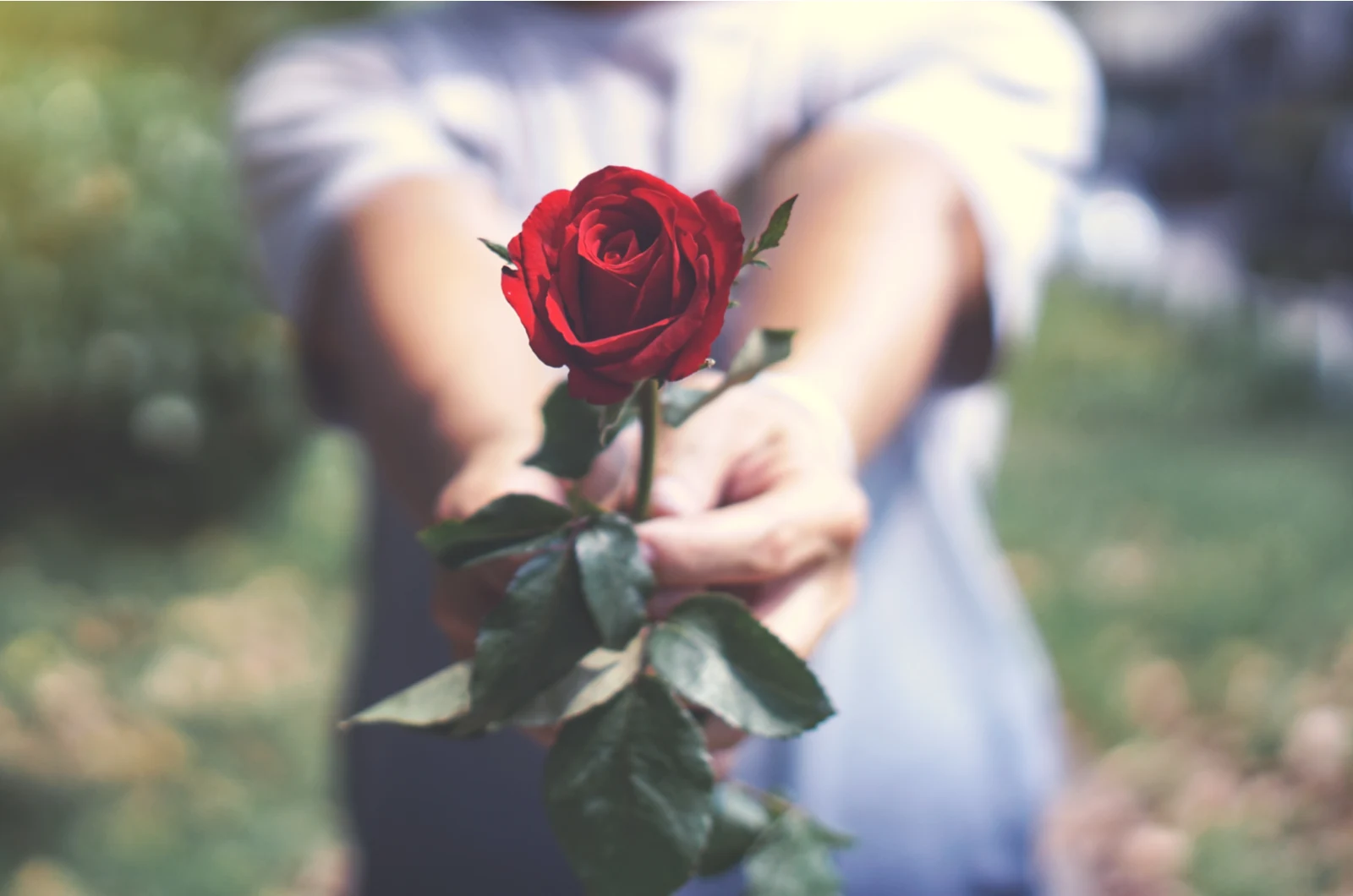 the woman holds a red rose in her hand