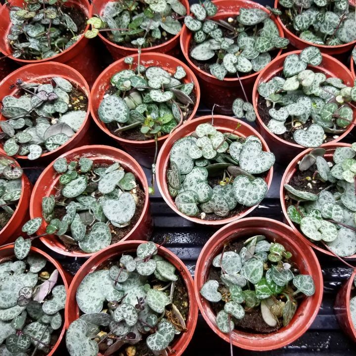 Step By Step Guide To Repotting String Of Hearts