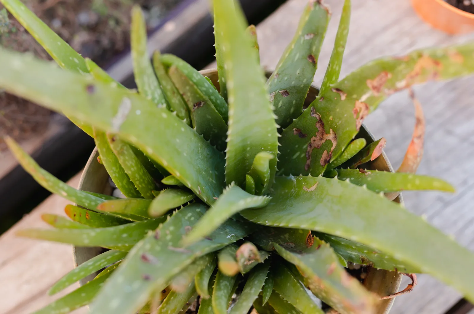 twisted aloe vera leaves in a pot